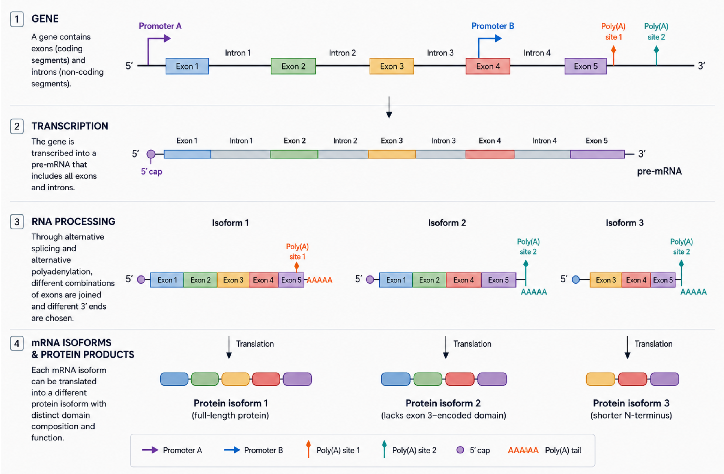Cartoon of alternative splicing Central dogma of molecular biology and alternative splicing