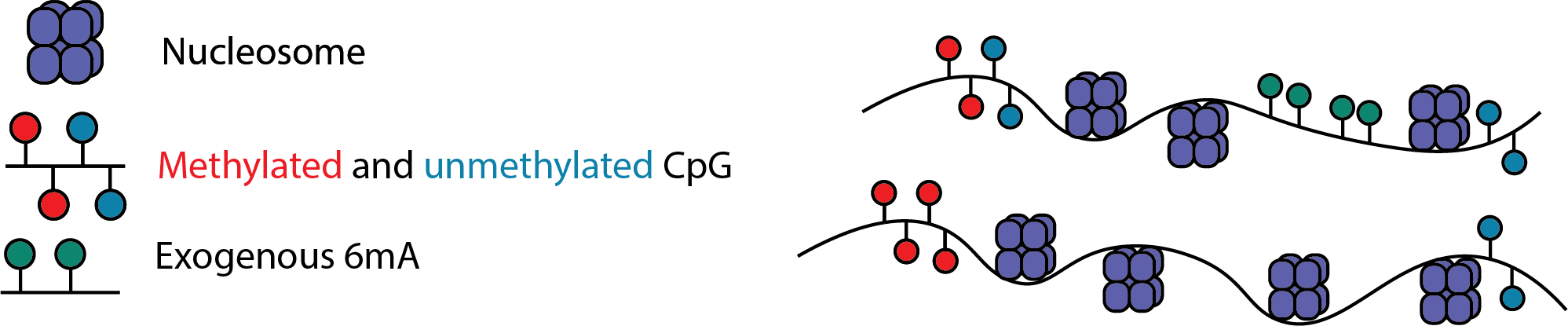 Chromatin Accessibility treatment